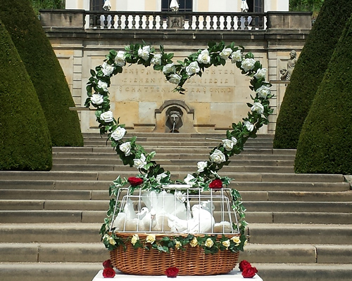 unser großes Rosenherz auf den Stufen von Schloss Wackerbarth in Radebeul